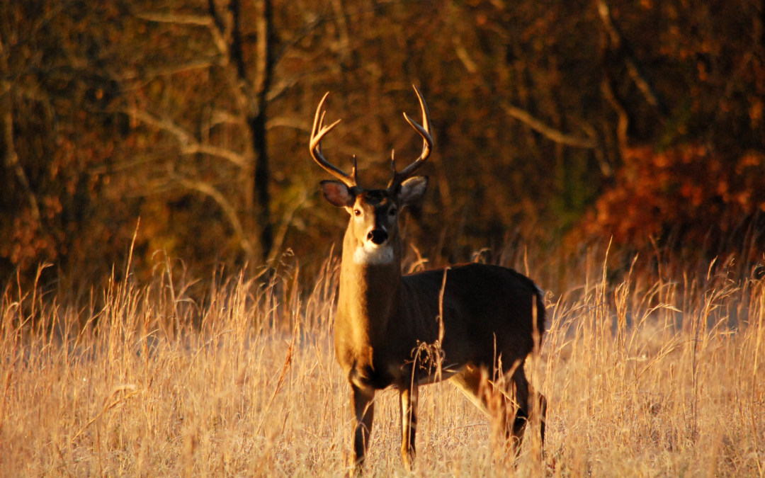 Off-Season Scouting Strategies to Improve Your Whitetail Success