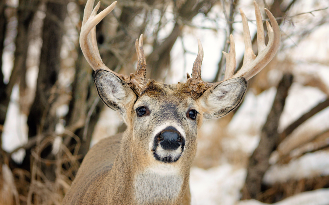 Predicting Deer Movement: How Terrain and Weather Influence Whitetail Behavior