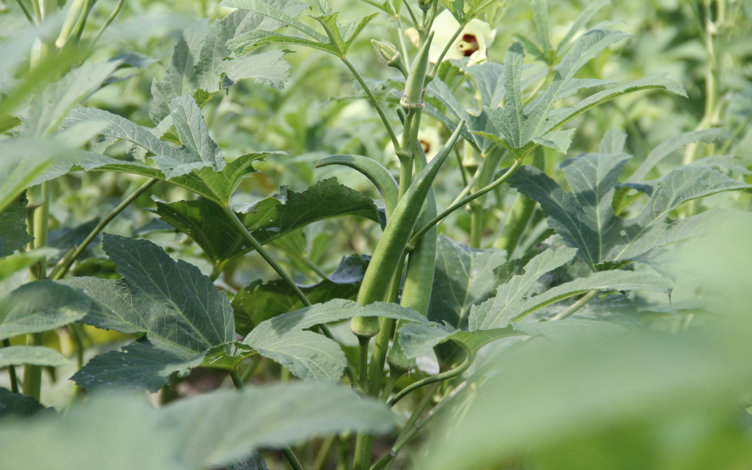 Companion Planting Guide: Best Pairings for Beans, Tomatoes, and Okra
