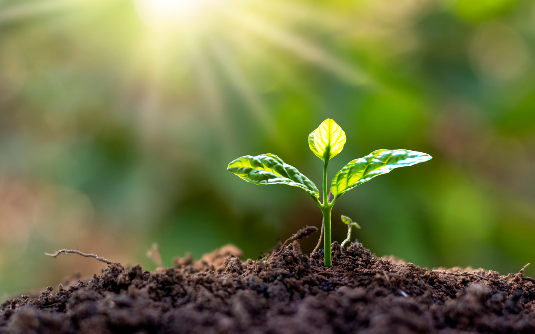 Soil Secrets: How to Build and Maintain Healthy Garden Beds Season After Season